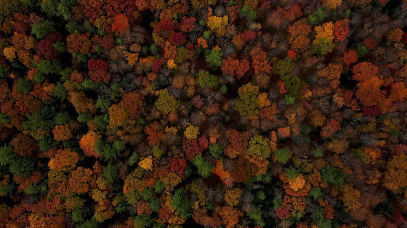Why we created a Best AI Generated Film category