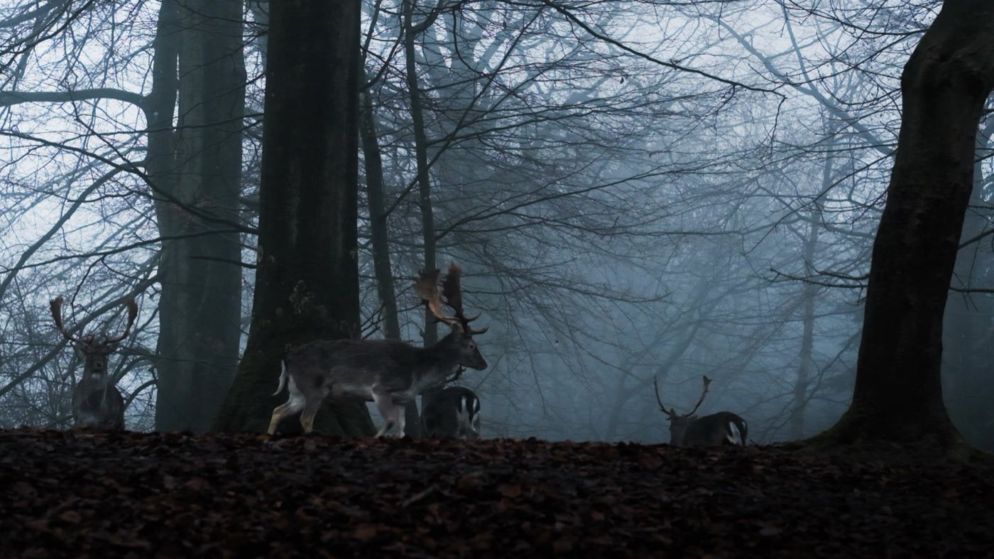 Deer in a misty woodland, a still from a festival selection