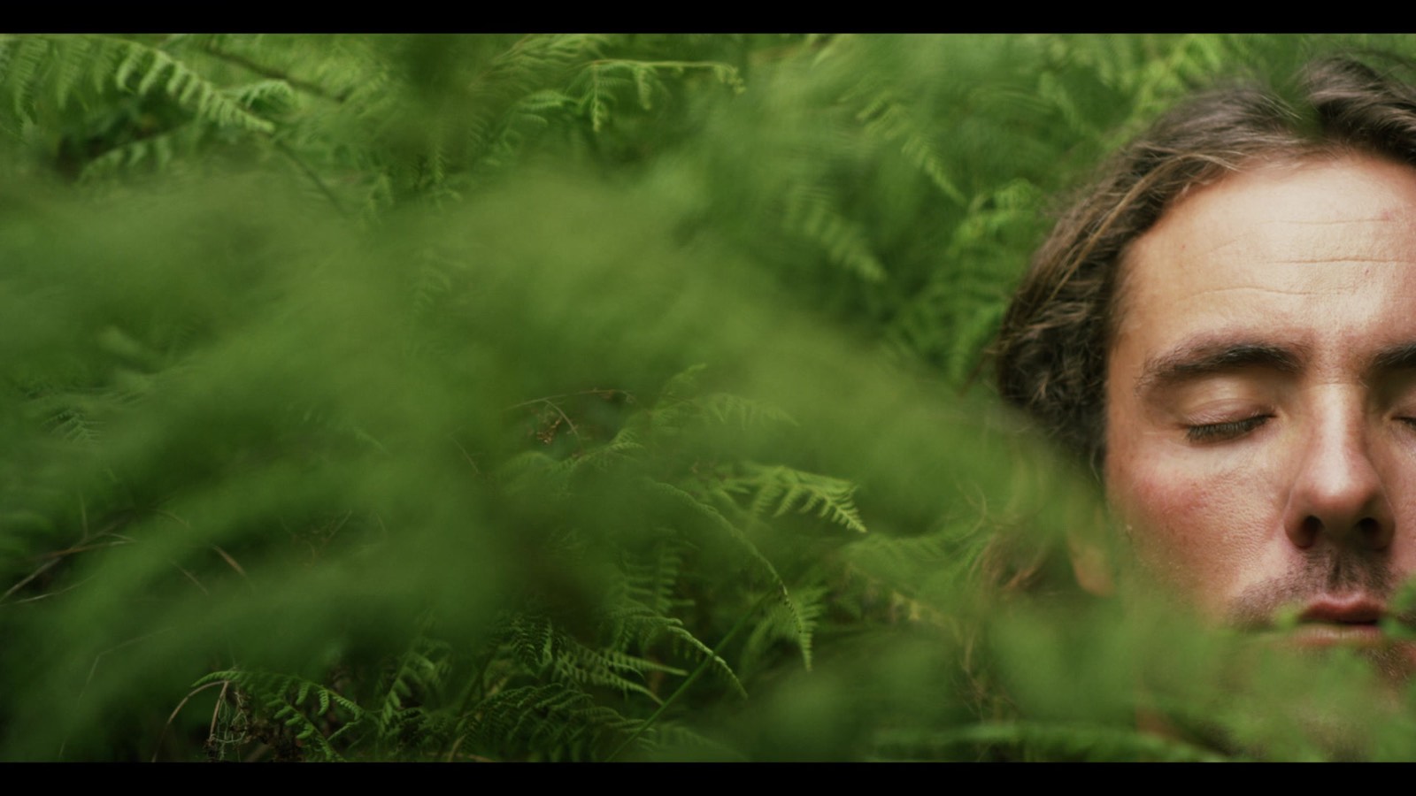 Misty pine forest, a still from a festival selection